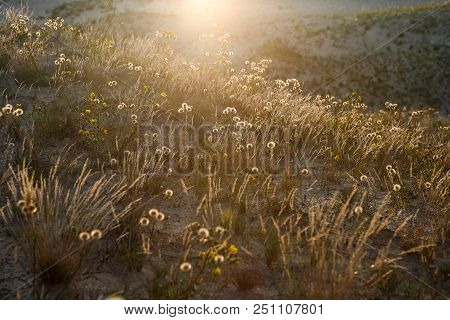 Nature Of Neringa Spit. Lithuania. Flora Of Desert.