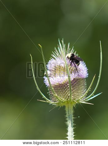 Bumble Bee And A Thistle In Southern Oregon