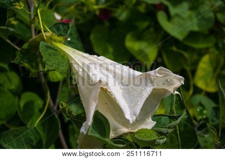 Devil's Trumpet, Datura Metel, In The Garden, Close Up.