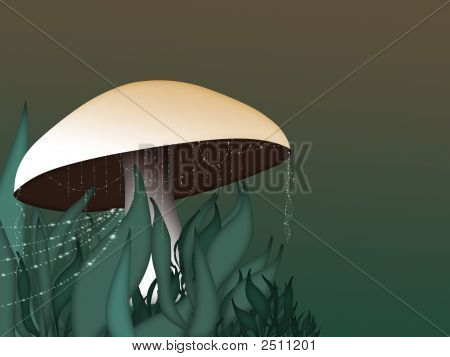 마술 버섯