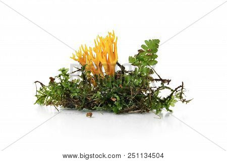 Mushroom Yellow Stagshorn (calocera Viscosa) On Desktop For Sample Study