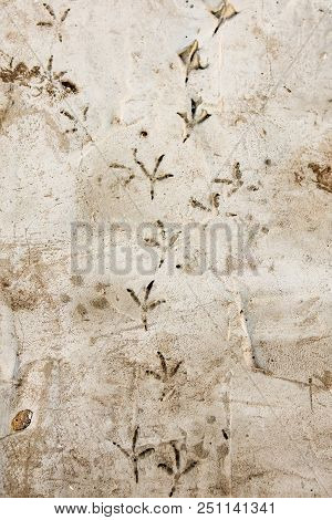 Footprints Of A Bird On Cement As A Background .
