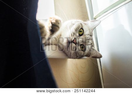 Portrait Of A Cute Tabby Cat Lying Near The Curtain.