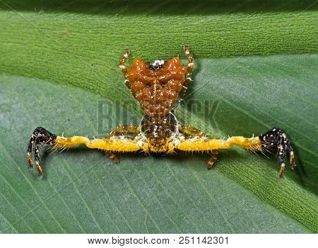 Macro Photography Of Bizarre Crab Spider On Philodendron Leaf
