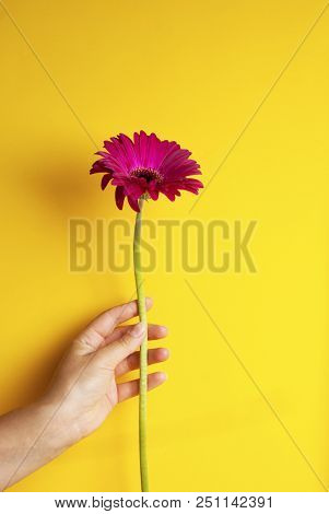 Woman Holding Beautiful Pink Fucsia Gerbera Flower, Summer Flowers. Isoalted Over Yellow Background.