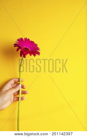 Woman Holding Beautiful Pink Fucsia Gerbera Flower, Summer Flowers. Isoalted Over Yellow Background.