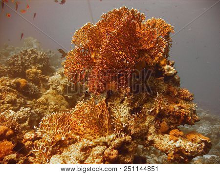 Underwater Photo, A View Of The Dichotomy Fire Coral And Fish In The Red Sea In Israel