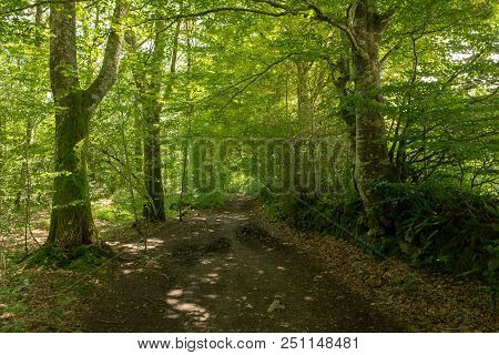 Forest On The Camino De Santiago By Roncesvalles.