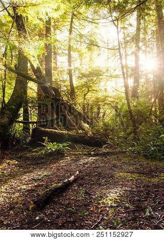 Sunlight Spill Through The Forest At Cape Flattery Trail
