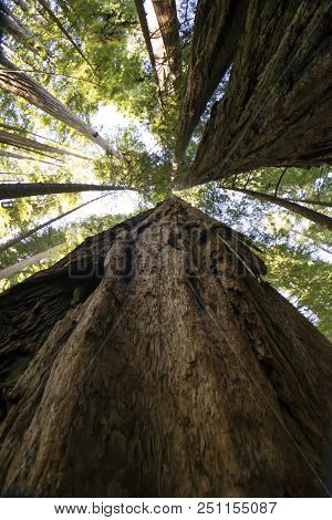 A Redwood Tree Strives Upwards Towards The Sunglight