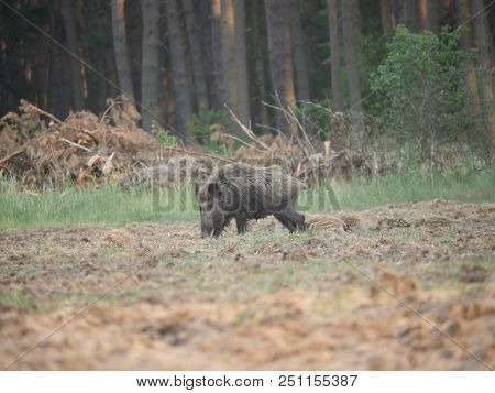 Boar With Weaners On  A Forest Background