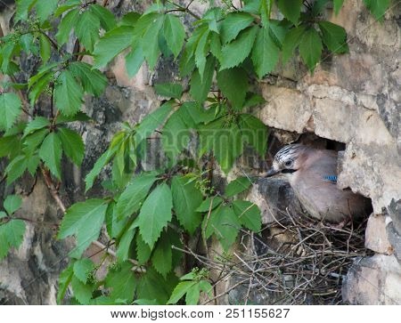 Bird Jay (garrulus Glandarius) In Nest Spring Time