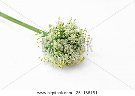 Group Of Pearl Onions In Front Of White Background