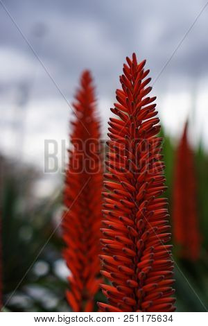 Red Flower Aloe Candelabra That Looks Like Bottle Brush