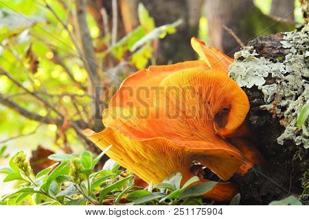 Omphalotus Illudens Mushroom Known As The Jack-o`-lantern Fungus