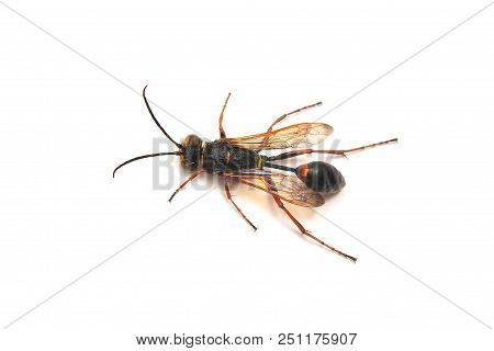 Sceliphron Curvatum Wasp, Mud Dauber Isolated On White