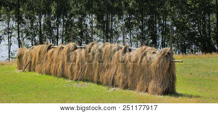 Haymaking In A Traditional Way In Northern Sweden