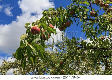 Fresh Juicy Pears On A Branch Of A Pear Tree. Organic Pears In A Natural Environment. Harvesting Pea