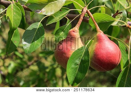 Ripe Pears With A Red Blush Hanging On A Tree Branch In A Garden Lit By The Morning Sun