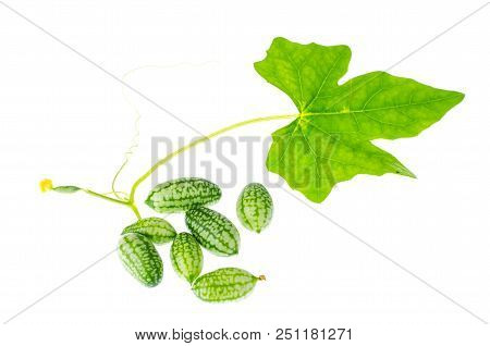 Melothria Scabra, Mouse Melon Sweet Delicious Vegetable, Mexican Fruit, Plant Leaves. Studio Photo
