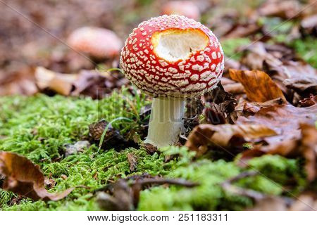 Amanita Muscaria In A Forest Of Beeches