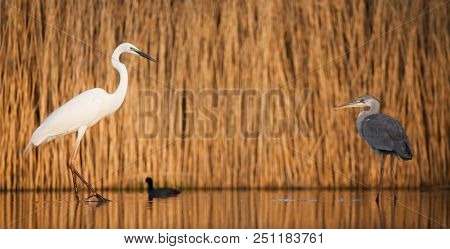 Grey heron and Greate White egret figting on the lake