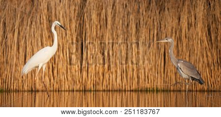 Grey heron and Greate White egret figting on the lake