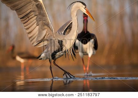 Grey heron and Greate White egret figting on the lake