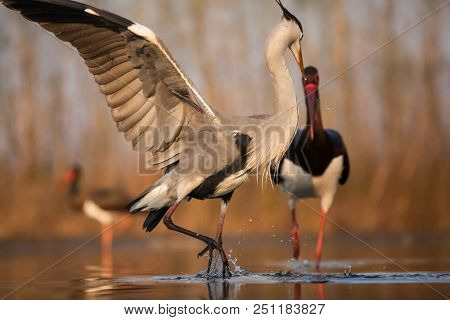 Grey heron and Greate White egret figting on the lake