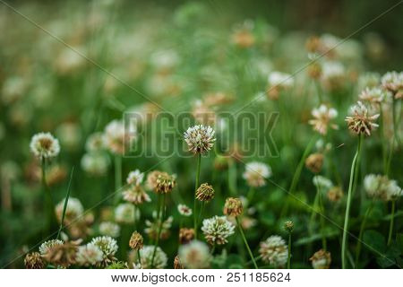 A Field Of Tender Little White Flowers, A Clover, On The Nature In The Summer, The Blossoms Begin To