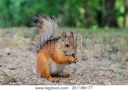 Squirrel Pup Is Sitting On The Ground And Cracking Nut, Elagin Island, Saint-petersburg, Russia