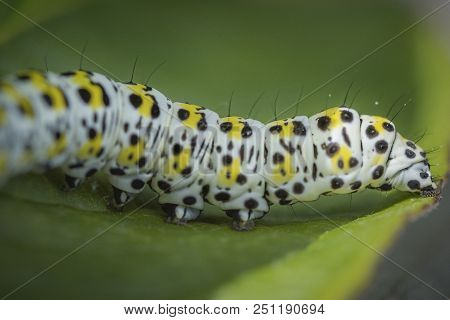 Wildlife And Nature, A Macro Image Of A Mullein Moth Caterpillar On Green Leaf