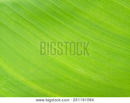 The Greean Leaves Banana Pattern A Background