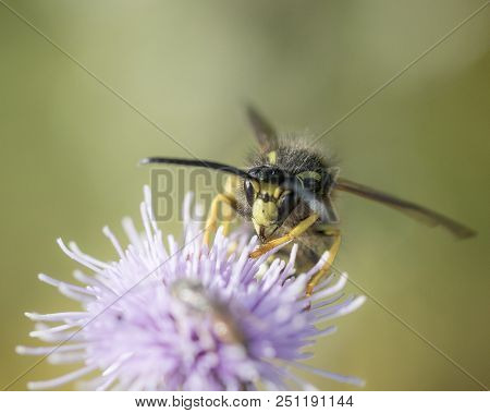 Wildlife And Nature, A Macro Image Of A Waspy On A Pink Thistle Blossom Flower