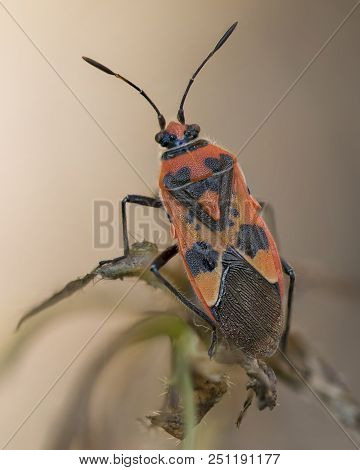 Wildlife And Nature, A Closeup Macro Image Of A Firebug Beetle