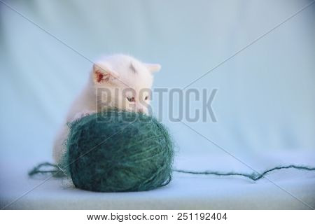 Lovable And Fluffy White Kitten Plays With A Ball Of Green Wool