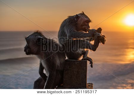 Monkey Near Ocean Eating Soft Toy At Sunrise. Indian Ocean