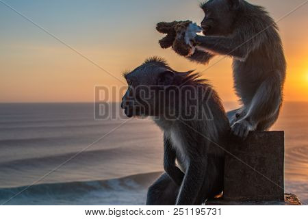 Monkey Near Ocean Eating Soft Toy At Sunrise. Indian Ocean