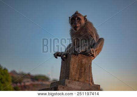 Sunset At Uluwatu Temple In Southern Bali. Monkey Look To Indian Ocean
