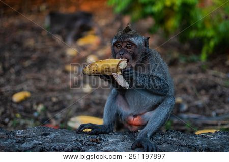 Cute Young Monkey Eats Banana, Bali, Indonesia