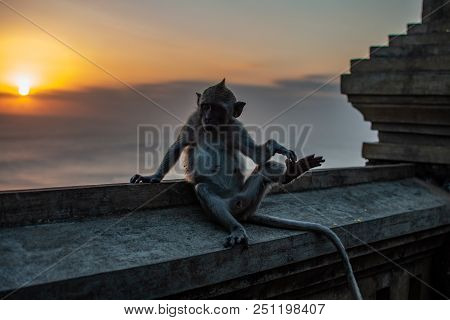 Cute Young Monkey Eats Banana, Bali, Indonesia