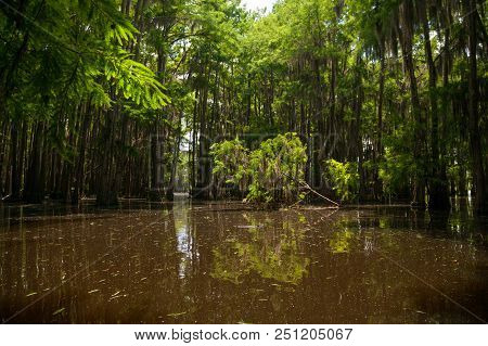 A Fallen, Young Cypress Tree With Spanish Moss Hanging From Branches, Leans Down Into The Brown, Lak