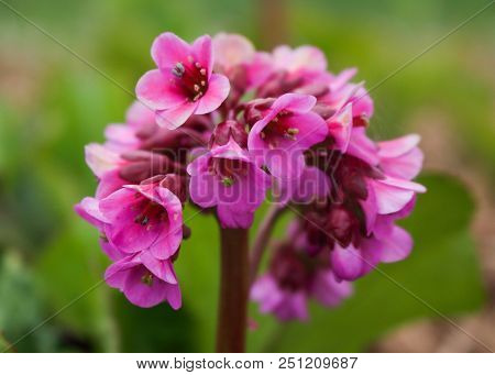 Closeup To A Tiny Pink Flower Magnifies Its Beauty