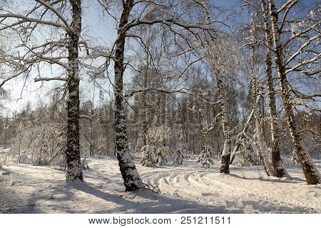 Winter Frozen Birch Woods In Morning Light