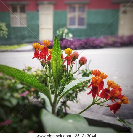 Asclepias Curassavica, Tropical Milkweed Or Bloodflower, Cotton Bush, A Beautiful Set Of Little Red 