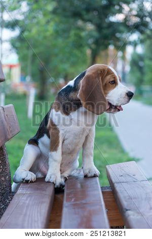 Portrait Of Nice Beagle