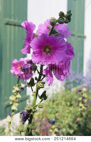 Ile de RÃ© - Hollyhocks and white house with green shutters