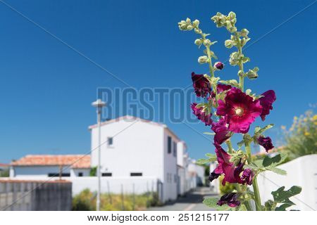 Ile de RÃ© - Hollyhocks and white house with green shutters
