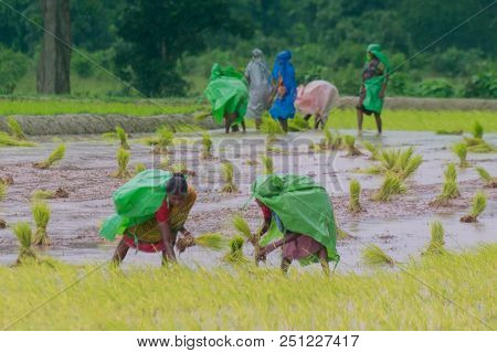 Purulia, West Bengal / India - 14th August 2017 : Indian Rural Women Are Busy Harvesting Paddy (rice