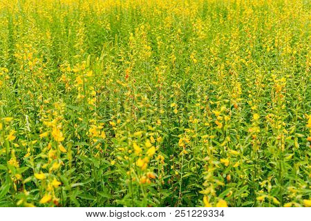 Sunhemp Flower Field On Day Time.